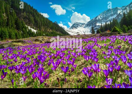 Amazing alpine Frühling Landschaft, schöne Wiese mit frischen bunten lila Krokusse Blumen und hohen schneebedeckten Berge im Hintergrund, Fagaras Gebirge, Stockfoto
