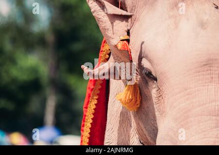 Details Elefant auf Ketten. Elefanten für die Arbeit und Tourismus in Thailand genutzt. Stockfoto