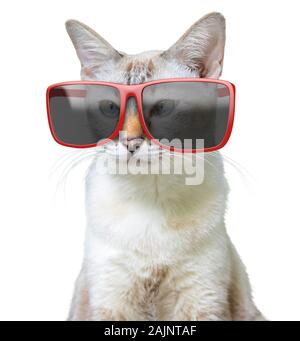 Lustige Tier portrait einer Cool Cat tragen große überdimensionale Sonnenbrille, Rot auf weißem Hintergrund Stockfoto