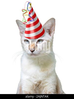 Lustige Partylöwe Konzept einer Katze das Tragen einer Geburtstag hat, auf weißem Hintergrund Stockfoto