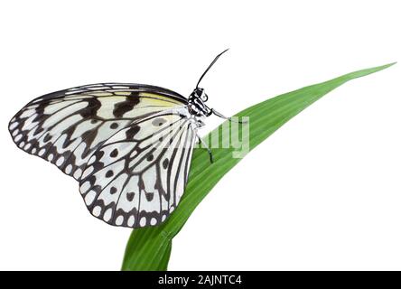 Idea leuconoe Schmetterling auf weißem Hintergrund, auch als grosser Baum Nymphe oder Papier Drachen bekannt Stockfoto