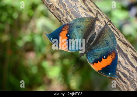 Kallima inachus Schmetterling mit geöffneten Flügeln, auch bekannt als Orange oakleaf Stockfoto