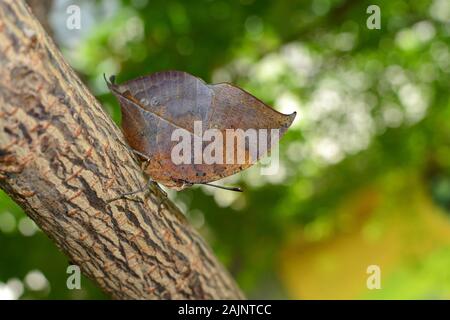 Orange oakleaf Schmetterling mit Eichenlaub camouflage Anpassung, wissenschaftlich bekannt als Kallima inachus Stockfoto