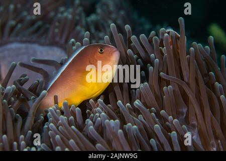 Nosestripe anemonenfischen oder Skunk Clownfisch (Amphiprion akallopisos) versteckt sich in der Anemone Nahaufnahme von der Seite. Stockfoto
