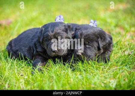 Zwei kleinen schwarzen Welpen der Labrador Retriever, die auf dem Gras in der Spring Garden Stockfoto