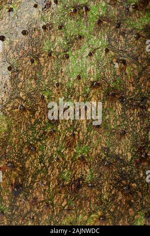 Haut soursop Obst Textur Makro Nahaufnahme Stockfoto