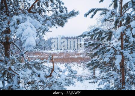 Kiefer Zweigen bedeckt mit Raureif. Natürliche winter Hintergrund. Winter Natur. Verschneiten Wald. Weihnachten Hintergrund Stockfoto