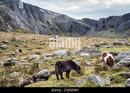 Diese sind wild Zwergponys in den Bergen im Norden von Wales Glyderau Stockfoto