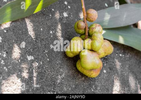 Grüne Früchte, Samen, Blüten und Knospen im Wald von Südafrika. Stockfoto