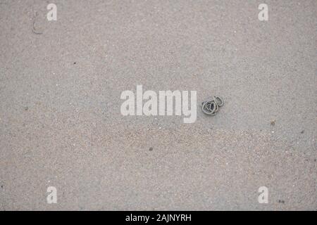 Wattwürmer graben durch den Sandstrand an der Küste Stockfoto