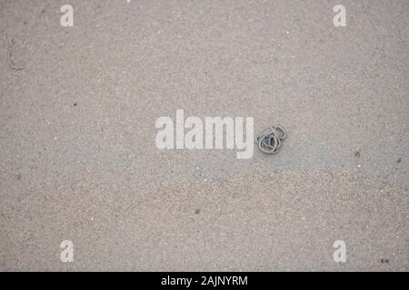 Wattwürmer graben durch den Sandstrand an der Küste Stockfoto