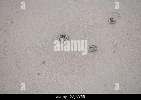 Wattwürmer graben durch den Sandstrand an der Küste Stockfoto