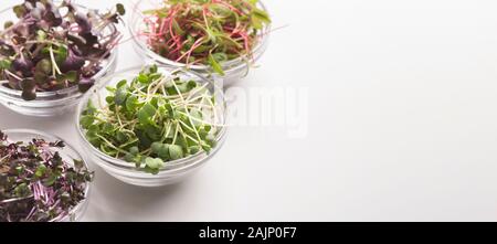 Neben frischen und gesunden Salaten. Andere Micro Grüns in Glasplatten auf weißem Hintergrund, Panorama, Kopie Raum Stockfoto