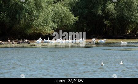 Einen frei lebenden Vogel Kolonie im Donaudelta Stockfoto