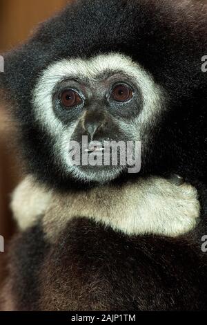 Weiß - ÜBERGEBEN GIBBON hylobates Lar Stockfoto