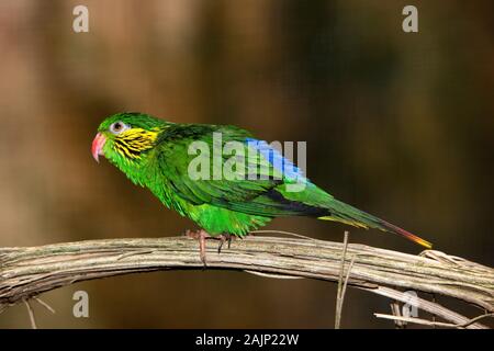 Buchse, Rot - FLANKIERT LORIKEET charmosyna placentis auf einem Zweig Stockfoto