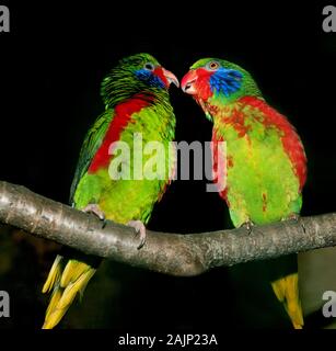 TOW ROT - FLANKIERT charmosyna placentis LORIKEET MÄNNER AUF EINEM ZWEIG AUF SCHWARZEM HINTERGRUND Stockfoto