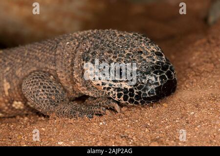 Leiter der WULSTIGE Eidechse Heloderma Horridum, A giftige SPECY Stockfoto