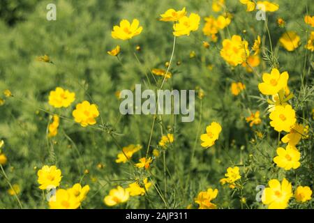 Landschaft mit Cosmos, Herbst. Gelbe Blume blühen im Feld, Vintage warmer Ton. freie und freudige Konzept Idee Hintergrund Stockfoto