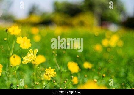 Landschaft mit Cosmos, Herbst. Gelbe Blume blühen im Feld, Vintage warmer Ton. freie und freudige Konzept Idee Hintergrund Stockfoto