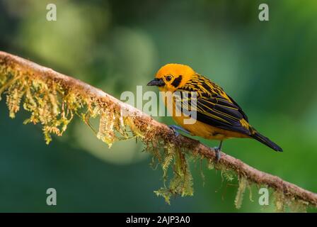 Goldtangare - Tangara arthus, schöne gelbe Tanager aus westlichen Anden Pisten, Mindo, Ecuador. Stockfoto