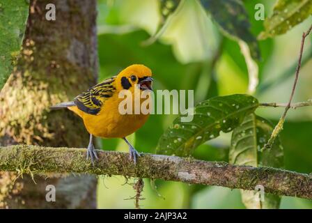 Goldtangare - Tangara arthus, schöne gelbe Tanager aus westlichen Anden Pisten, Mindo, Ecuador. Stockfoto