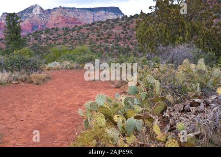 Sedona, Arizona, USA. Feigenkakteen Pflanzen in die Rote Erde wachsen. Die malerische Landschaft mit roten Felsformationen. Stockfoto