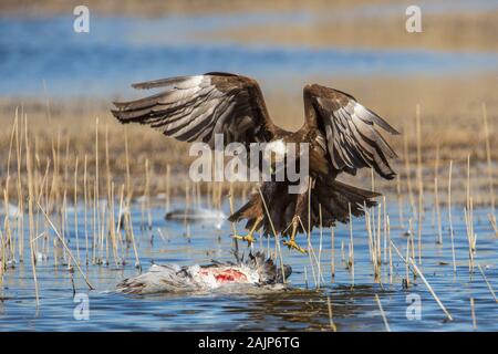 Rohrweihe (Circus aeruginosus) mit einem Kran Beute getötet. Im Hula Valley Reserve fotografiert, Israel im Februar Stockfoto