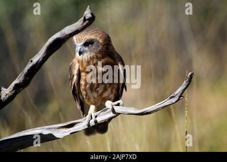 Südliche Boobook Owl - bekannt als Morebork Stockfoto