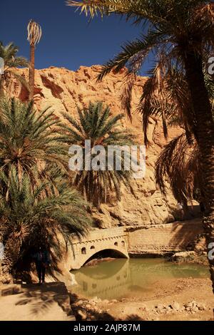 Wasser Teich, Brücke und Palmen unter dem Felsen in Chebika Oase. Stockfoto