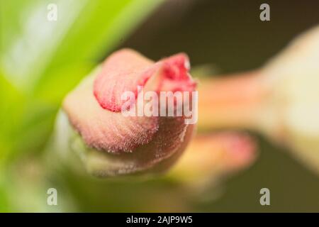 Adeniums Blume Blüte in Makro Nahaufnahme Stockfoto