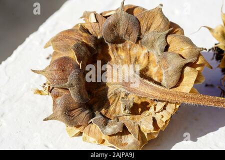 Sonne getrocknet und verwelkte Sonnenblumen Stockfoto