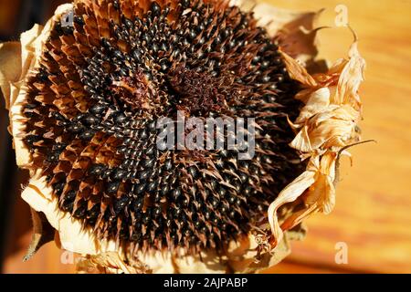 Sonne getrocknet und verwelkte Sonnenblumen Stockfoto