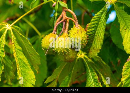 Ein Haufen Konker in ihren reifen stacheligen Schalen an einem Rosskastanienbaum. Stockfoto