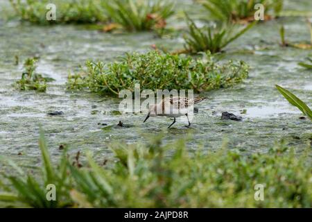 Kleinen Stint Calidris minuta Stockfoto