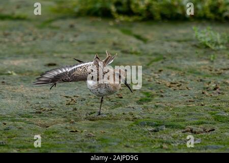 Alpenstrandläufer Calidris alpina Stockfoto