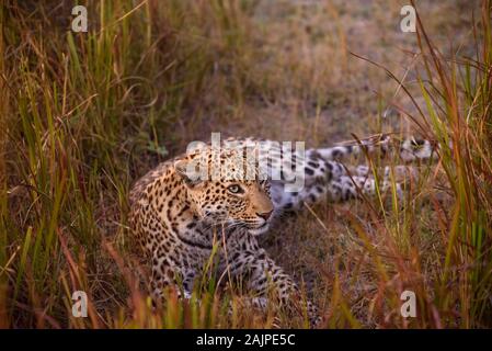 Leopard, Panthera pardus, im Langgras liegend, Bushman Plains, Okavanago Delta, Botswana Stockfoto