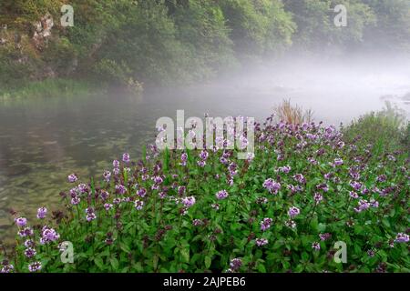 Mentha Aquatica, Wasser Minze auf der Slunjcica Fluss Quelle in Kroatien Stockfoto