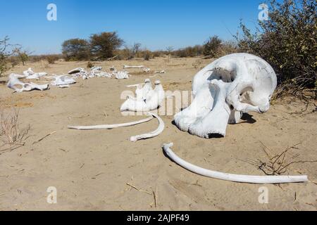 Elefantenschädel und Knochen, Makgadikgadi Pans National Park, Kalahari, Botswana Stockfoto