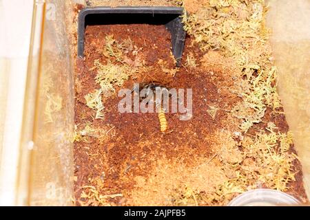 RED PAVIAN TARANTULA FÜTTERUNG AUF EIN WURM. Stockfoto
