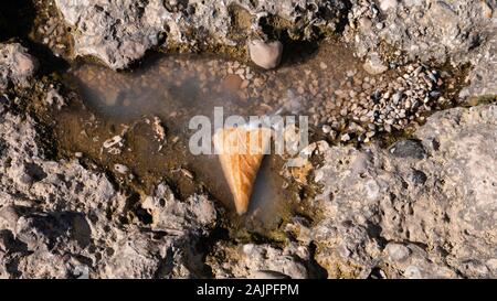 Fallengelassen Cornet in der Pfütze. Schmelzen von Eis. Cornet fiel auf die Straße. Stockfoto