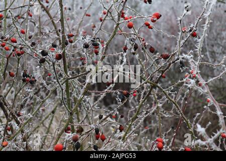 Hagebutten im Raureif, Mittelböhmen, Tschechien. Stockfoto