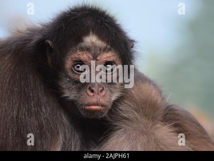 Weibliche braune Spinne Affe, Ateles hybridus - eine seltene und vom Aussterben bedrohten Arten Stockfoto