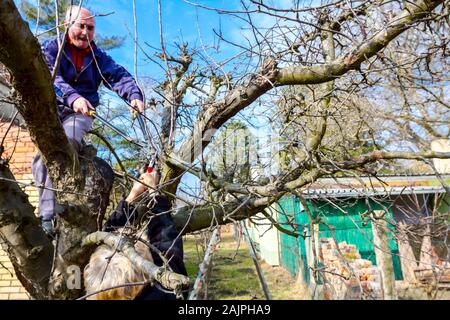 Älterer Mann und Frau sind die Beschneidung Zweige von Obstbäumen im Obstgarten mit astscheren im frühen Frühling. Stockfoto