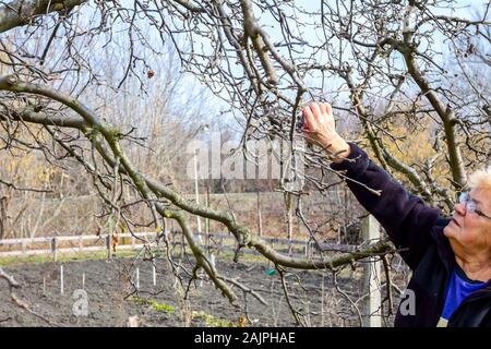 Ältere Frau Beschneidung Zweige von Obstbäumen im Obstgarten mit astscheren im frühen Frühling. Stockfoto