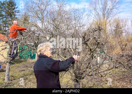 Älterer Mann und Frau sind die Beschneidung Zweige von Obstbäumen im Obstgarten mit astscheren im frühen Frühling. Stockfoto