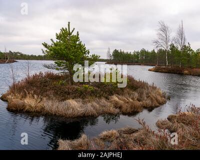 Landschaft mit roten Moose bog, kleine bog Kiefern, kleine Seen bog und Wind bewegten Wasser Stockfoto