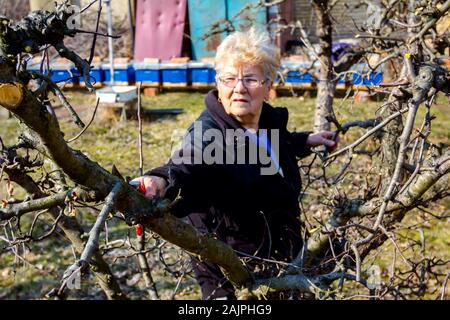 Ältere Frau Beschneidung Zweige von Obstbäumen im Obstgarten mit astscheren im frühen Frühling. Stockfoto