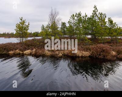 Landschaft mit roten Moose bog, kleine bog Kiefern, kleine Seen bog und Wind bewegten Wasser Stockfoto