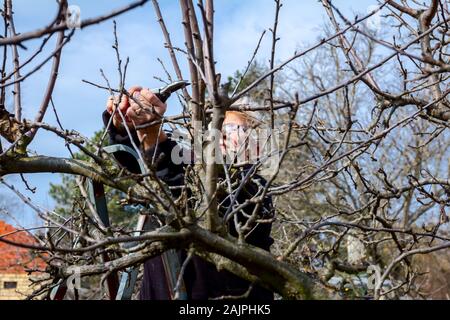 Ältere Frau, Gärtner ist in Baumkrone mit Leitern kletterte auf Beschneidung Zweige einer Frucht Baum mit astscheren im frühen Frühling. Stockfoto